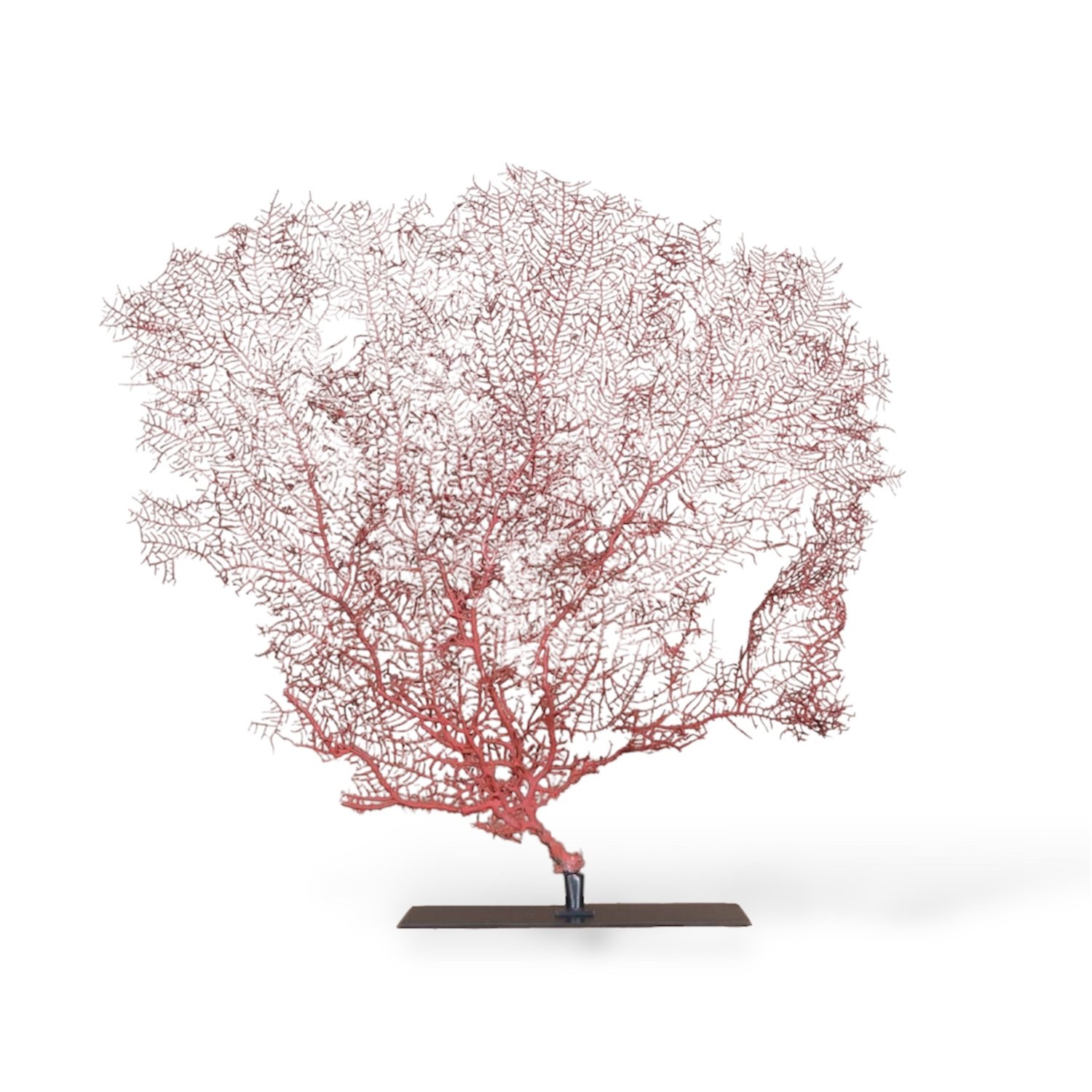 Coral red gorgonian 1