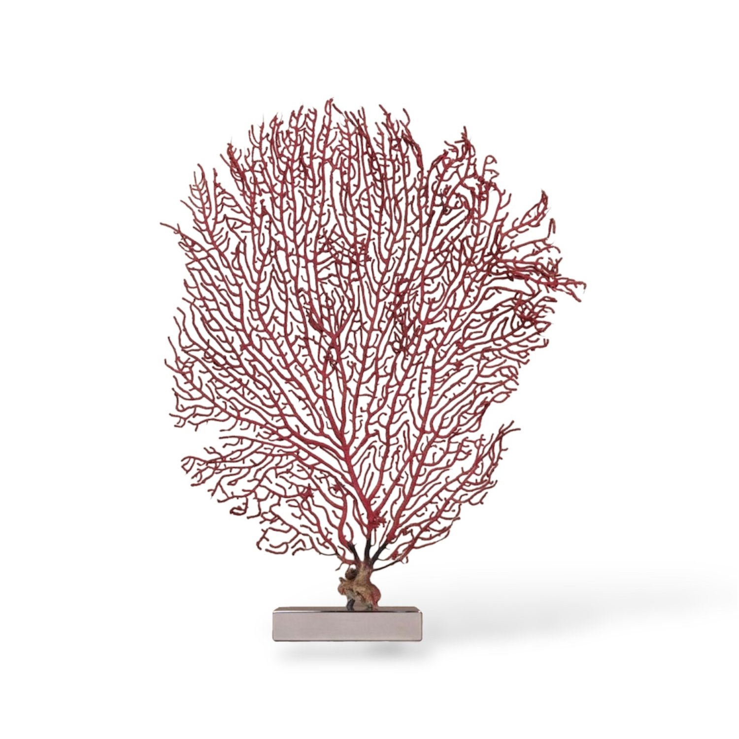 Coral Red Gorgorian 1