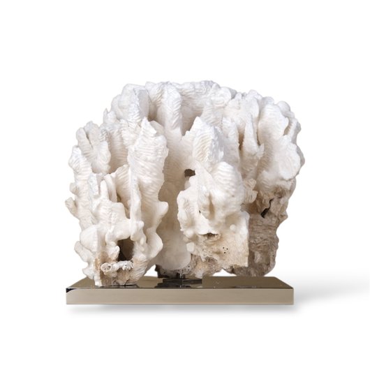 Rugosa Coral