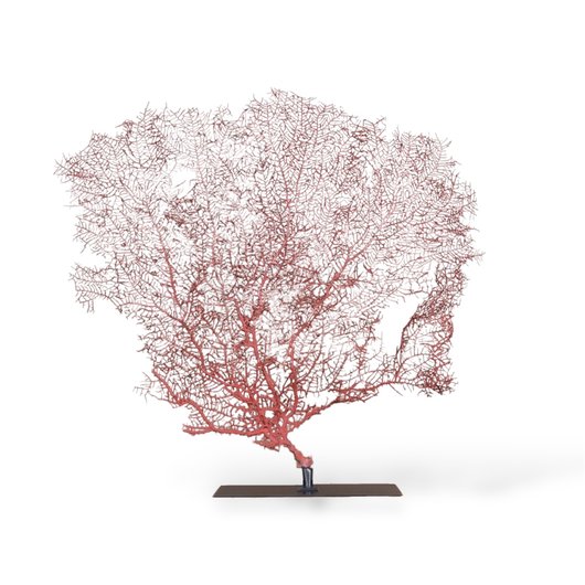 Red Gorgonian Coral