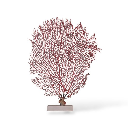 Red Gorgonian Coral