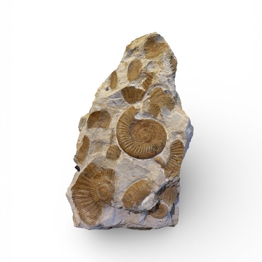 Sculpture d'ammonites